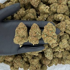 ☀️🦨 Solar Skunk Tier: Hindu Kush 🏔️🌿 Nose: 7/10 🔥 Pungent Floral ☺️