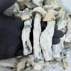 Raw Psychedelic Mushroom 🍄: Lemon Pressure