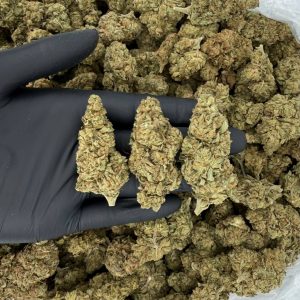 💎🔥 Solar Skunk Tier: Modified Grapes 🍇⛽  Nose: 7/10 🔥 Pungent Spice 🥵