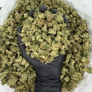 💎🔥 Solar Skunk Tier: OZ Kush 🌿⛽  Nose: 6/10 🔥 Earthy Woody 😵‍💫