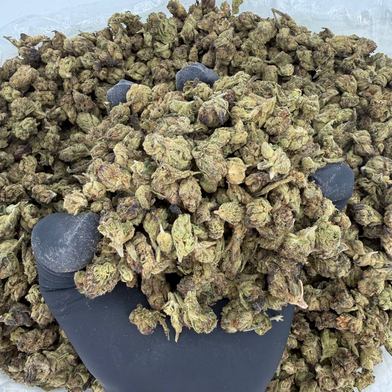πΏ Solar Skunk Tier: Blue Nerds Nose: 6/10 π₯ Sweet Gas πΆβπ«οΈ