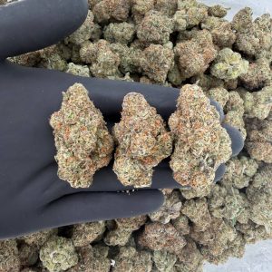 👑 Exotic Tier: Bolo Runtz  Nose: 9/10 🔥 Sweet Gas ☺️