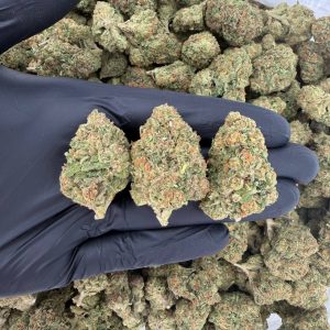 🔥 Silver Tier: Gelato #41 🍨  Nose: 8/10 🔥 Sweet Citrus 😋