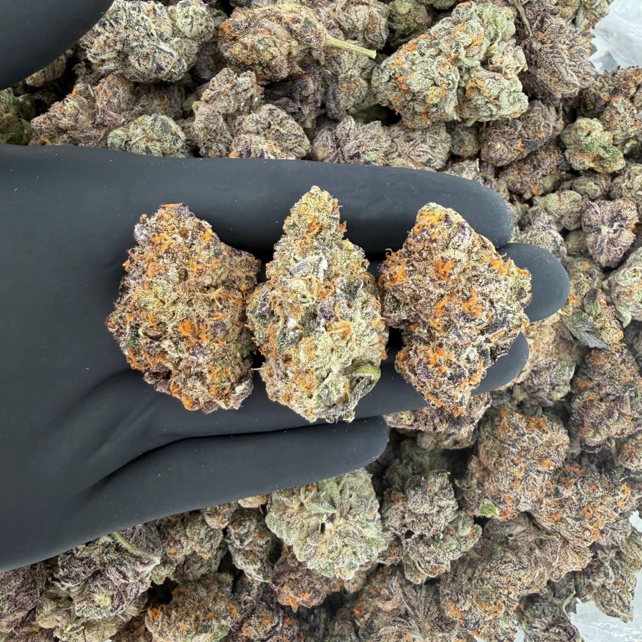 🥇 Gold Tier: Krazy Runtz Nose: 8/10 🔥 Herby Fruity 🤩