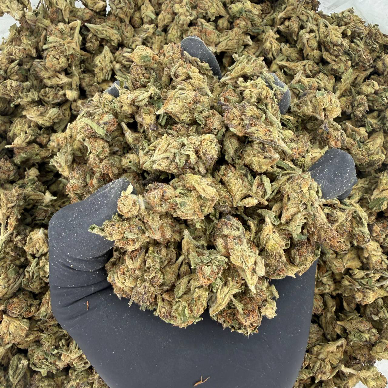 🌿 Solar Skunk Tier: Lemon Cherry Gelato Nose: 6/10 🔥 Earthy Sweet 😊