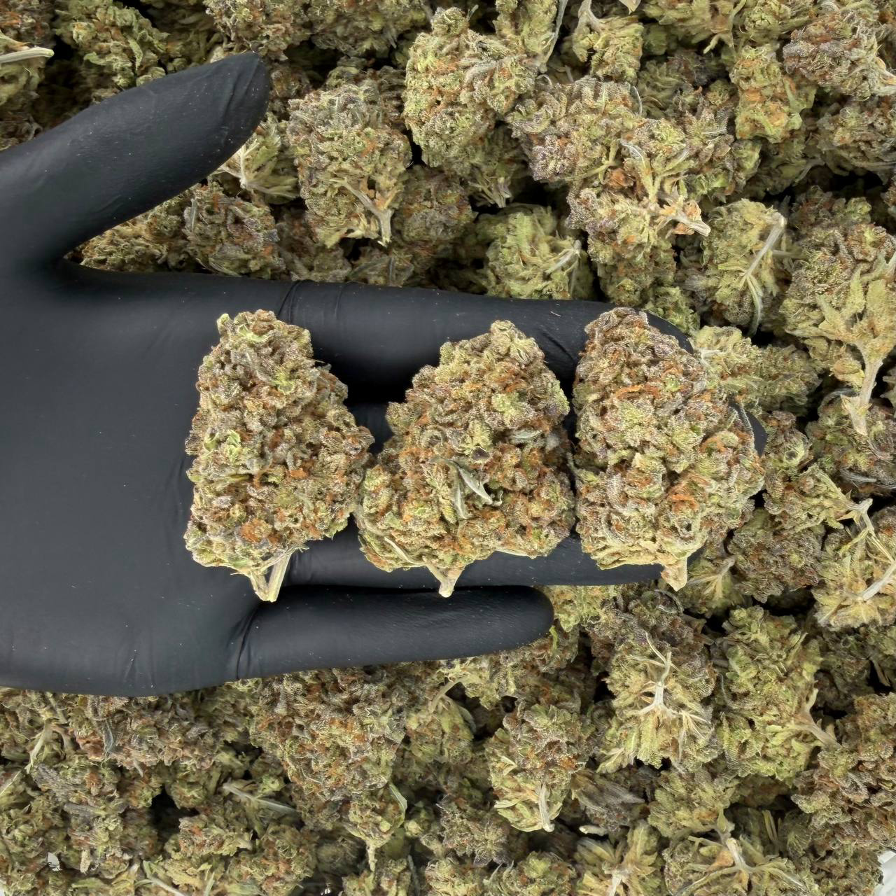 🌞🦨 Solar Skunk Tier: Purple Papaya 🍇🥭 Nose: 7/10 🔥 Peppery Spice 🥵