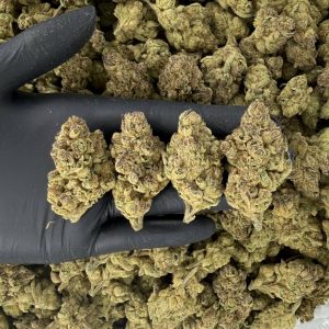 🌿 Silver Tier: Ridgeline Runtz  Nose: 8/10 🔥 Fresh Earthiness 😶‍🌫️