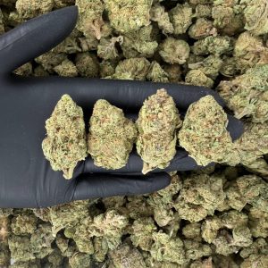 🌿🔥 Solar Skunk Tier: Sugar Cookie 🍪✨ Nose: 7/10 🔥 Fruity Sweet 🌱