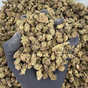 🌿 Solar Skunk Tier: Super Runtz Nose: 6/10 🔥 Sweet Floral 🥰