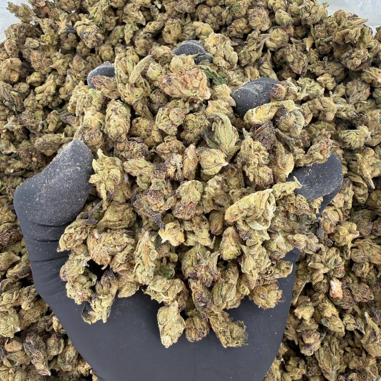 πΏ Solar Skunk Tier: Super Runtz Nose: 6/10 π₯ Sweet Floral π₯°