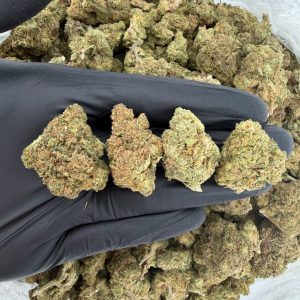 ππ₯ Solar Skunk Tier: Watermelon Runtz πβ½ Nose: 7/10 π₯ Sweet Gas π΅βπ«