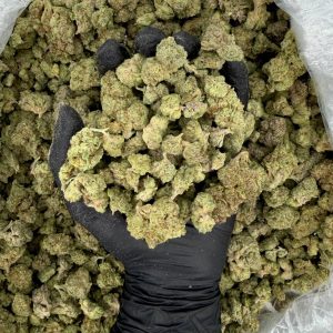 πΏπ₯ Solar Skunk Tier: Watermelon Zkittlez ππ¬ Nose: 6/10 π₯ Earthy Herbs π€