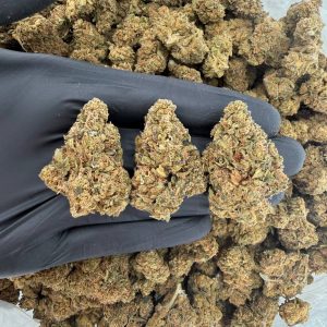 ☀️🦨 Solar Skunk Tier: Wedding Cake 🎂🌿  Nose: 7/10 🔥 Fruity Sweet 🤤