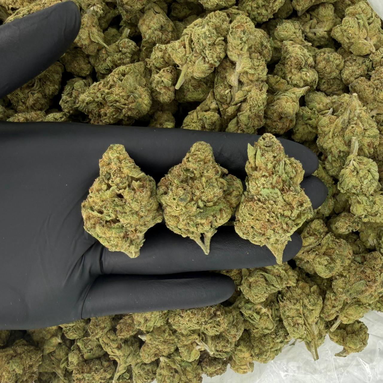 🌞🦨 Solar Skunk Tier: White Cherry Gelato 🍒🍨 Nose: 7/10 🔥 Piney Citrus 😮💨