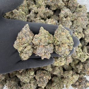 🥇 Gold Tier: Wicked Flo