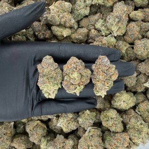 π₯ Gold Tier: Biscotti π₯ Nose: 8/10 π₯ Citrusy Diesel π