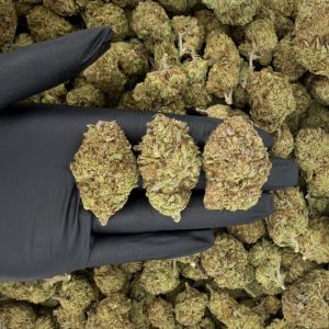 🌌🔥 Solar Skunk Tier: Double Barrel OG 🌲⛽  Nose: 7/10 🔥 Earthy Pine 🌱