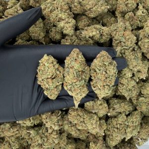 πΏπ₯ Solar Skunk Tier: Gush Mintz π§ͺβ¨ Nose: 7/10 π₯ Spicy Diesel π²