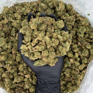 🔥 Solar Skunk Tier: Rogue OG 🔥  Nose: 6/10 🔥 Pungent Diesel 😵‍💫