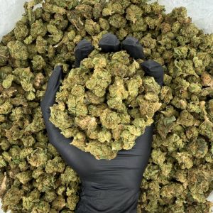 🔥 Solar Skunk Tier: Sour Diesel 🔥  Nose: 6/10 🔥 Diesel Citrus 😮‍💨