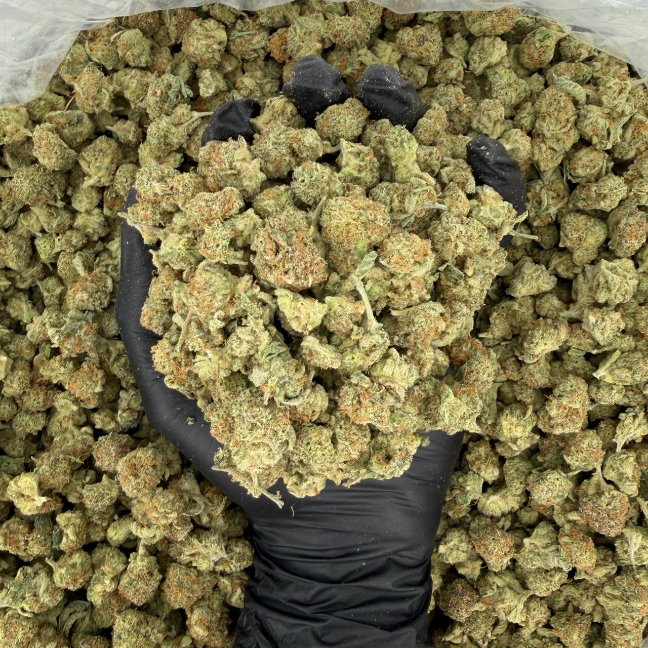 πΏπ₯ Exotic Smalls: The Wiz π§ͺβ¨ Nose: 8/10 π₯ Sour Pine π