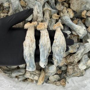 Raw Psychedelic Mushroom: Tidal Wave 🍄