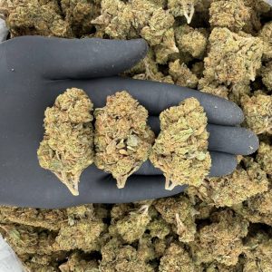 🌌🔥 Solar Skunk Tier: G33 🍬🍊  Nose: 7/10 🔥 Sweet Citrus 😵‍💫